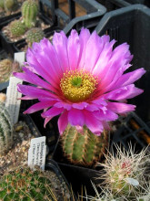 Echinocereus baileyi SB 211