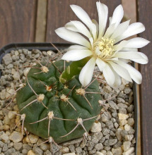 Gymnocalycium moserianum