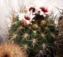 Gymnocalycium zegarrae