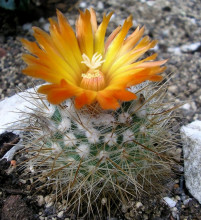 Parodia faustiana