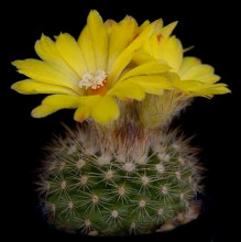 Parodia mutabilis