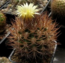 Pyrrhocactus bulbocalyx