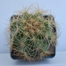 Thelocactus bicolor SB 287