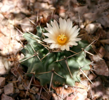 Thelocactus nidulans