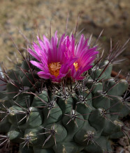 Thelocactus tulensis