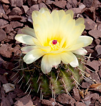 Notocactus mammulosus var. rubrispinus