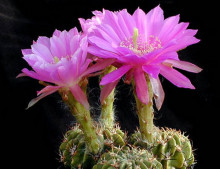 Echinopsis