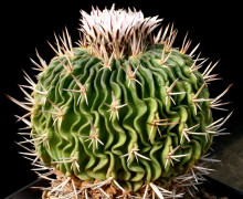 Echinofossulocactus pentacanthus