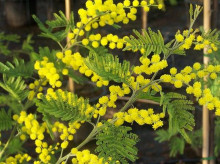 Acacia dealbata - akácie sivozelená