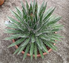 Agave schidigera