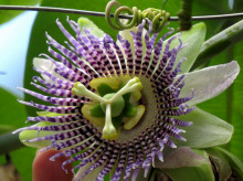 Passiflora ligularis