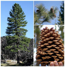 Borovice Jeffreyova - Pinus jeffreyi