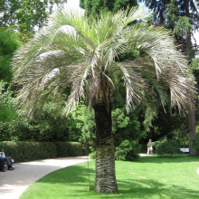 Butia odorata