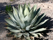 Agave Huachucensis