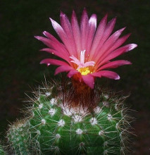 Notocactus purpureus