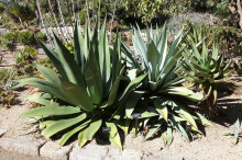 Agave salmiana Agave salmiana