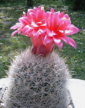 Matucana comacephala