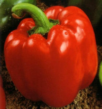 Quadrato D'asti Rosso