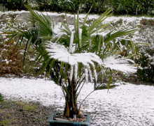 Palma Trachycarpus Fortunei