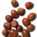 Dub červený Quercus rubra Balení obsahuje 10 semen