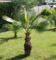 3 x naklíčené semeno palma Washingtonia robusta 