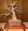 Sazenice baobab - Adansonia digitata vel. cca 40 cm