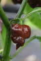 Chilli Trinidad Scorpion Chocolate Balení obsahuje 10 semen