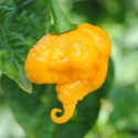 Chilli Trinidad Scorpion Yellow Balení obsahuje 10 semen