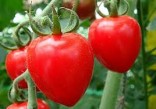 Rajče Tomato Berry  Balení obsahuje 10 semen