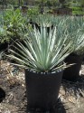 Yucca whippleije 