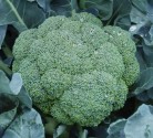 Brokolice Calabrese Balení obsahuje 100 semen