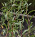 Řízky Vrba kroucená (Salix erythroflexuosa) 