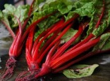 Mangold Rhubarb chard