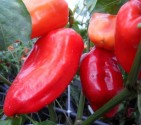 Paprika Pcr Balení obsahuje 30 semen