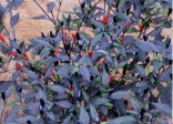 Chilli Zimbabwe black Balení obsahuje 10 semen