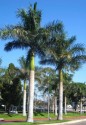 palma Roystonea regia "královská palma" Balení obsahuje 5 semen