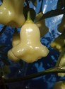 Chilli Aji white fantasy - Bílá fantazie Balení obsahuje 10 semen