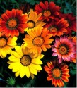 Gazánie zářivá směs Balení obsahuje 30 semen