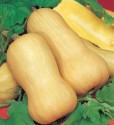 Tykev muškátová Butternut (Liscia) Balení obsahuje 7 semen