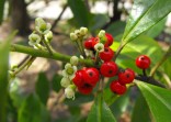 Cesmína paraguayská - Ilex paraguar...