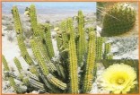 Kaktus Corryocactus brevistylus Balení obsahuje 10 semen