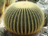 Kaktus Echinocactus grusonii