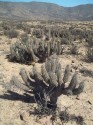 Kaktus Eulychnia breviflora Balení obsahuje 15 semen