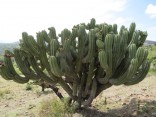 Kaktus Polaskia chichipe Balení obsahuje 10 semen
