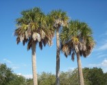 3x naklíčená semena Palma Sabal palmetto 
