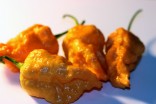 Chilli Bhut Orange Copenhagen Balení obsahuje 10 semen