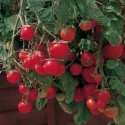 Rajče Gartenperle Balení obsahuje 10 semen