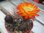 Kaktus Acanthocalycium aurantiacum R148 Balení obsahuje 20 semen