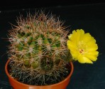 Kaktus Acanthocalycium thionanthum