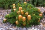 Banksie osténkatá - Banksia spinulosa Balení obsahuje 6 semen